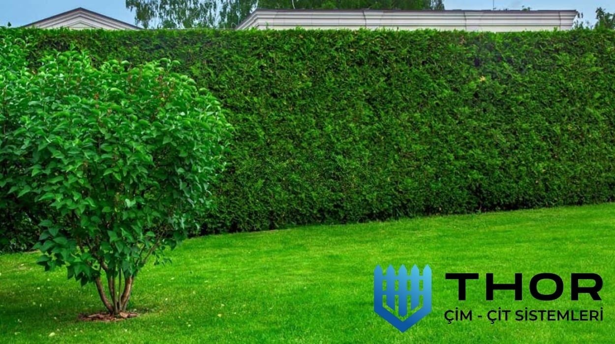 Çim Çit Kaç Yıl Dayanır?